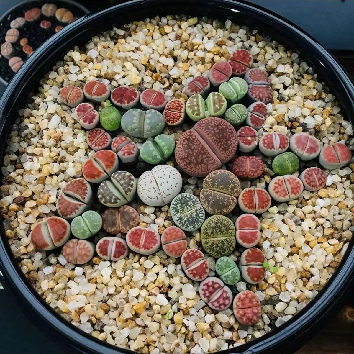 1szt-250g Naturalne kryształy  – Aquarium Planted Soil recenzja i cena