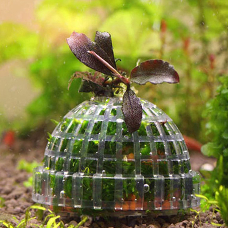 Gorąca Wyprzedaż Akcesoriów dl – Planted Aquarium For Sale recenzja i cena