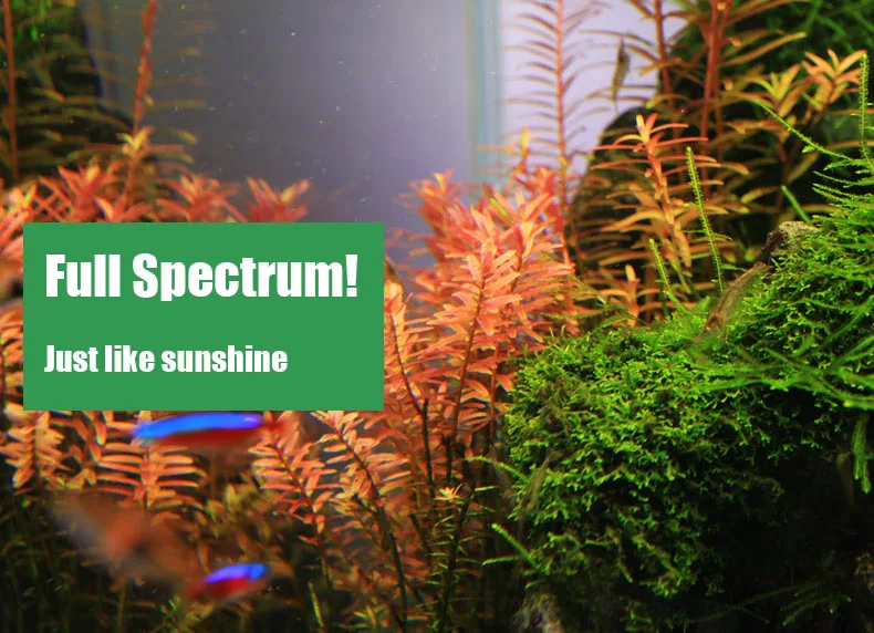 Chihiros C Series ADA Style Pl – Planted Aquarium Products recenzja i cena