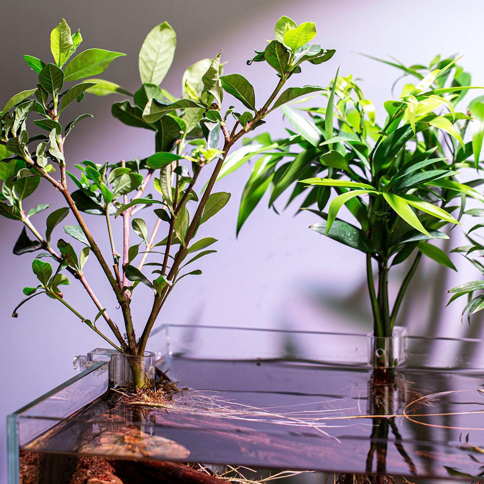 6 szt. Przezroczyste uchwyty d – Aquarium Plant Holder recenzja i cena