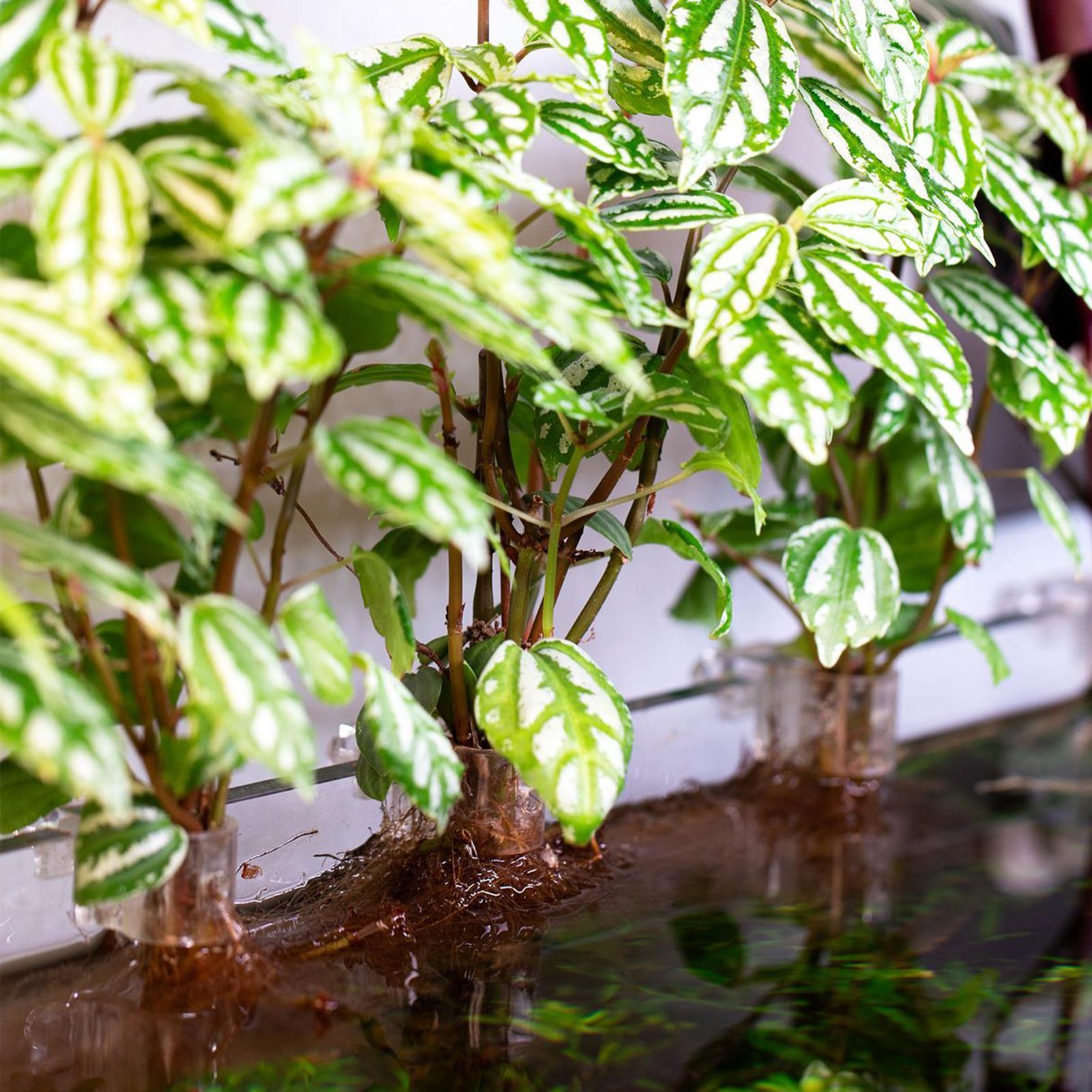 6 szt. Przezroczyste uchwyty d – Aquarium Plant Holder recenzja i cena